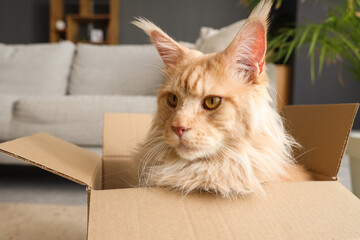 Cute beige Maine Coon cat sitting in cardboard box at home, closeup