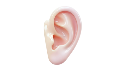 3D Rendering of a Human Ear