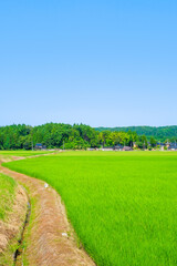 田園風景　夏　日本