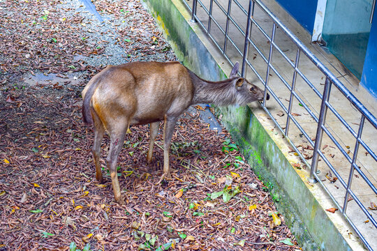 Wilderness meets walkway as a sambar deer roams by the stairs in Periyar National Park, Thekkady, Kerala. The species is listed as Vulnerable on the IUCN Red List due to population decline from huntin