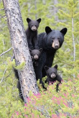 Naklejka premium Wild Strength She-Bear with Cubs in Summer Forest Educational Content for Nature and Wildlife Marketing