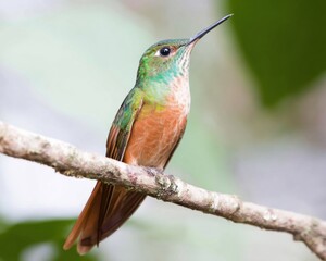 Obraz premium Vibrant Fiery-throated Hummingbird on Branch High-Quality Conservation Stock for Ecological Preservation Marketing