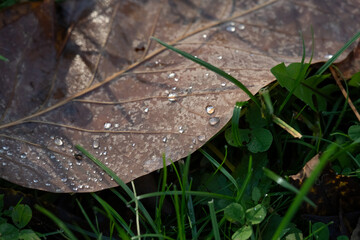 Close-Up Of Dew Droplets On A Brown Leaf Among Green Grass In Morning Light
