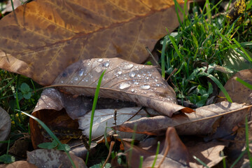 Close Up Of Dew On Brown Autumn Leaves On Grass In Natural Ground Scene