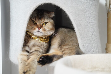 Stylish cat lounges comfortably in cozy cat house, wearing shiny gold chain. feline exudes...