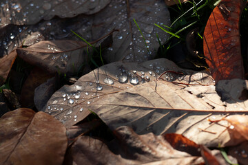 Closeup Of Dew Drops On Brown Autumn Leaf In Morning Light On Forest Floor
