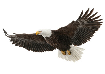 Bald eagle soars with wings spread in flight against a dark background