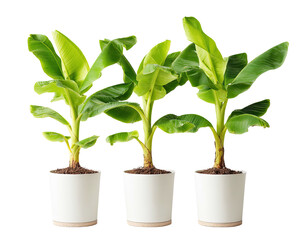 Three young banana plants in white pots, close-up, against a black background