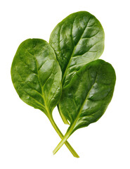 Three fresh, vivid green spinach leaves cross over each other on a dark background