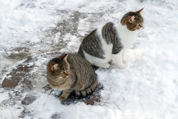 Two cats outside in winter. Cats sitting in the snow © Сергей Васильченко