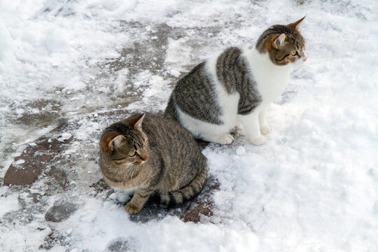 Two cats outside in winter. Cats sitting in the snow