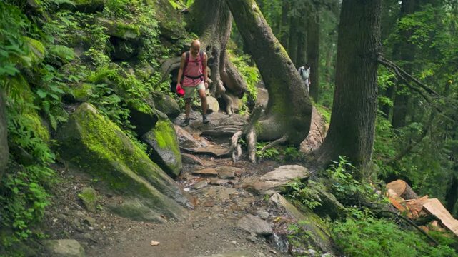 Man Walking on Beautiful Forest Path on Sunny Day in Parvati Valley, Himachal Pradesh, Indian Himalayas