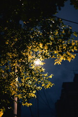 가로등 아래 나무