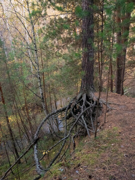 Pine tree with exposed roots clinging to a steep forest bank. Nature concept with erosion for environmental display.