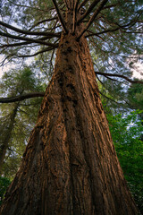 Low-angle view of a towering mature tree trunk with spreading branches in a green woodland setting.