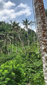A person glides on a zipline over the lush, tiered Tegalalang Rice Fields in Bali, surrounded by towering coconut palms and tropical greenery under a bright sky.