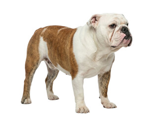 Obraz premium English bulldog standing side view with brindle and white coat, Isolated on transparent background, png