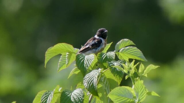 Male of Siberian Stonechat or Saxicola Maurus perched on top of green wild raspberry bush. Siberian Stonechat or Asian Stonechat is chunky little bird of open landscapes often sits on exposed perches