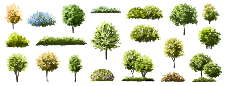  Vector watercolor green  tree or forest side view isolated on white background for landscape and architecture drawing,elements for environment or and garden,Shrub for section