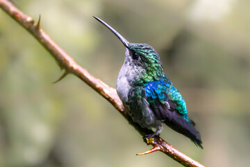 The young female Crowned woodnymph (Thalurania colombica) does not have brilliant emerald and violet plumage of the male, but she still looks impressive