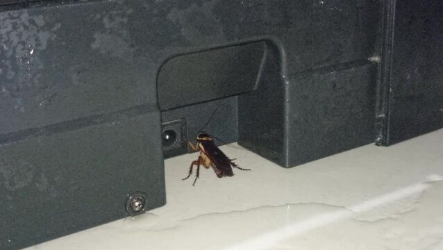 Eliminating Cockroach with Natural Eco-Friendly Spray Made of Apple Cider Vinegar and Turpentine