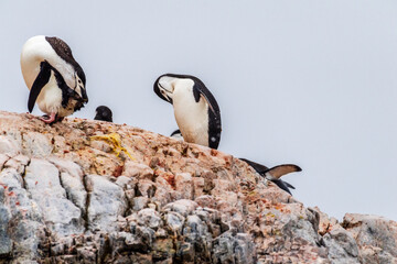 A group of Shinstrap Penguin - Pygoscelis antarcticus- standing on a rock at Cierva Cove, on the Antarctic peninsula