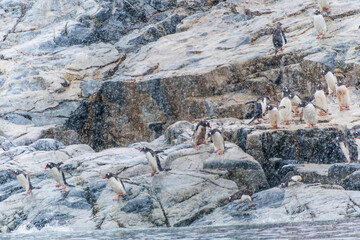 A group of Gentoo Penguin -Pygoscelis papua- standing on a rock near Primavera Base, on the Antarctic peninsula