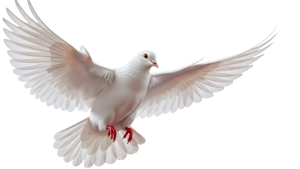 Valentine's day white dove flying with wings spread isolated on transparent background