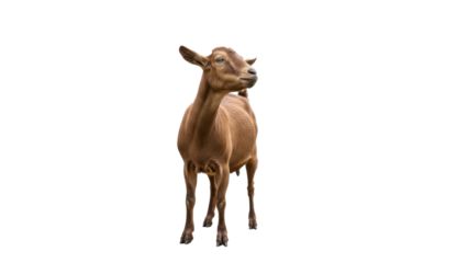 Brown Goat Standing Isolated on White Background