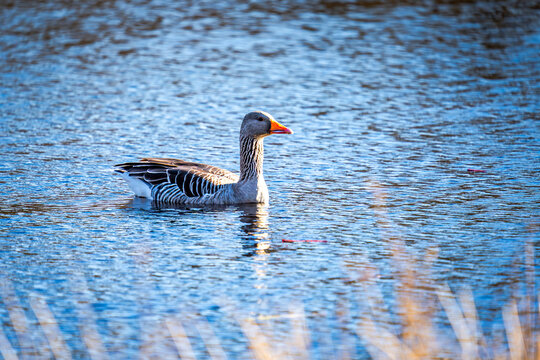Eine Graugans schwimmt im Wasser des Winters .