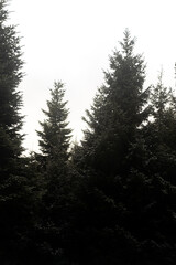 Tall coniferous fir trees reach up toward a bright overcast sky in a dense forest. Evergreen nature landscape reflects quiet environment and wild woodland ecosystem. © Tetiana