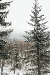 Beautiful winter morning featuring tall pine and spruce trees covered in fresh snow and frost against a bright, overcast sky in a quiet and peaceful mountain forest.
