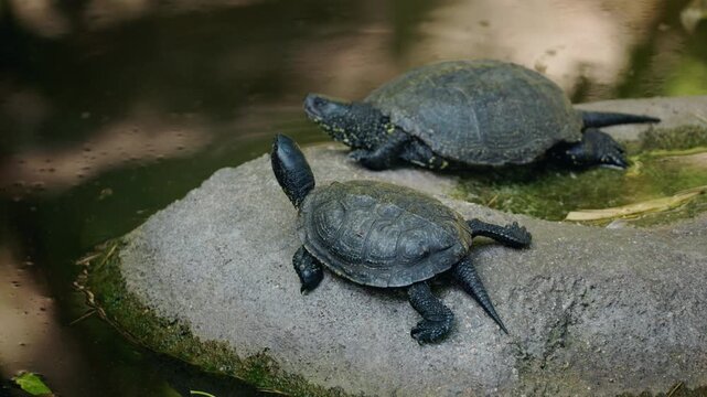 Pair of freshwater turtles sunbathing on smooth rock surrounded by still pond water, dark textured shells and tranquil natural setting in soft daylight