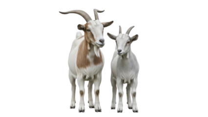 Two domestic goats, one adult and one young, standing on a white background