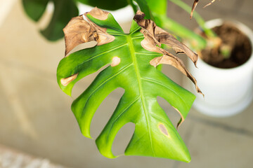 Close-up of a Monstera leaf with brown edges and damage in indoor setting