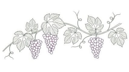 Obraz premium Grape vine illustration with leaves and bunches