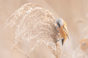 Ptak, wąsatka, samiec siedzi na trzcinach, pastelowe kolory, delikatne © Zena