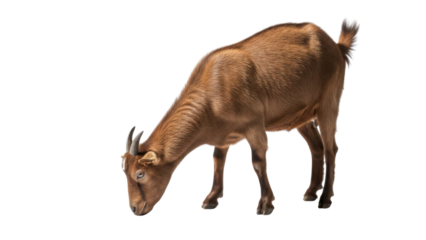 Brown Domestic Goat with Small Horns Grazing on White Background