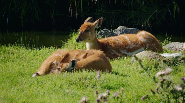 Group of sitatunga antelopes resting on green grass near water, calm wildlife scene with striped brown fur, natural light and peaceful atmosphere