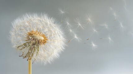 Obraz premium Whispering Wishes: A dandelion clock, delicate and ethereal, releases its seeds into the breeze, conveying the fleeting beauty of nature and the ephemeral quality of time.