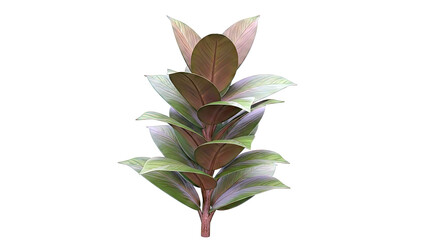Ficus Elastica Plant