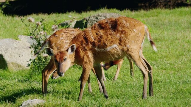 Group of sitatunga antelopes grazing on green grass, striped brown fur and calm social behavior captured in natural daylight within wetland landscape