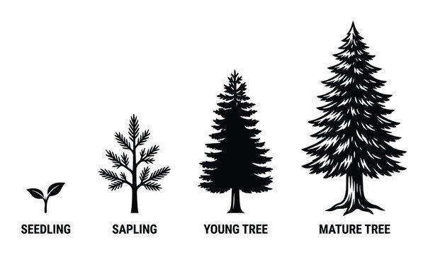 Detailed illustration depicting pine tree growth stages from seedling to mature tree, showcasing life cycle stages.
