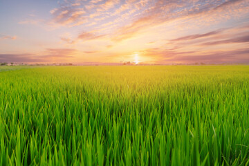 Fototapeta premium Sunset over lush green rice fields in Thailand
