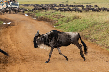 Wildebeest migration