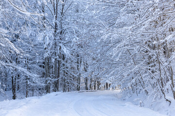 A serene winter landscape featuring a snow-covered forest road under a clear blue sky and trees lining the path are heavily laden with fresh snow, creating an idyllic, tranquil scene