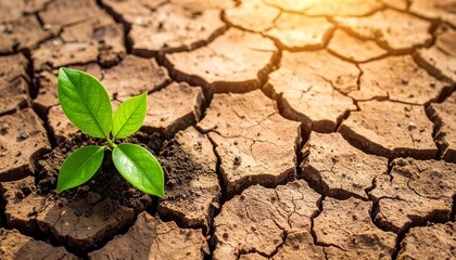 Green plant sprouting from cracked dry soil under sunlight