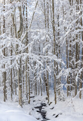 A peaceful winter scene featuring a small stream or creek flowing through a forest heavily covered in snow.