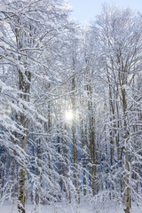 A beautiful winter moment where bright sunlight shines through snow-covered trees