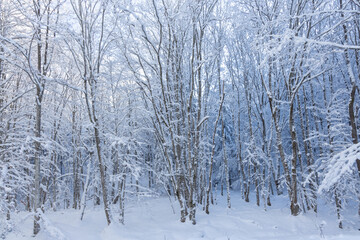 A serene winter landscape featuring a deciduous forest of snow-covered trees